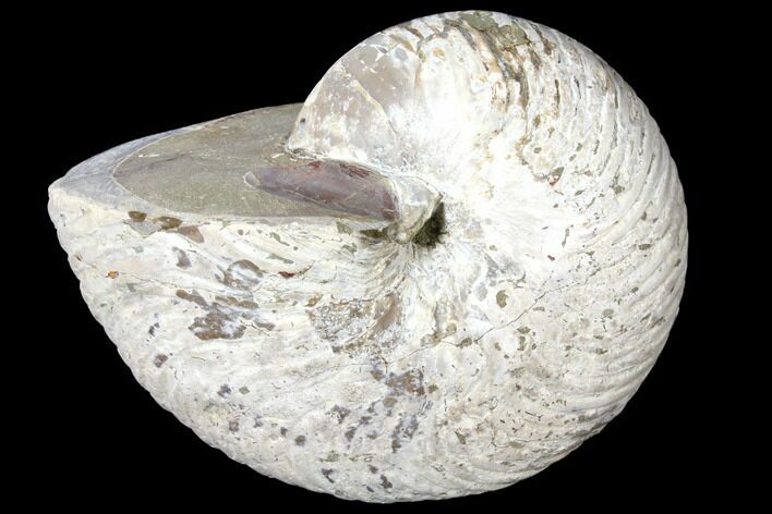 Fossil Nautilus (Cymatoceras) - Madagascar #127149